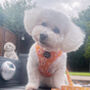 Orange Daisies Dog Harnes, thumbnail 6 of 10