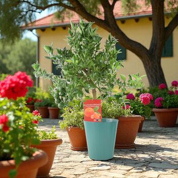 Citrus Mandarin Tree In 5 L Pot – Fragrant And Fruiting, 3 of 4