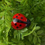 Glass Ladybird Figurine In Gift Box, thumbnail 1 of 2