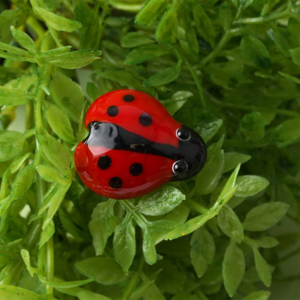 Ladybird gift hot sale