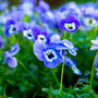 Flowers Viola 'Delf Blue' 20 X Plant Pack, thumbnail 4 of 5