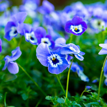 Flowers Viola 'Delf Blue' 20 X Plant Pack, 4 of 5