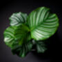 Houseplant Prayer Plant Calathea Orbifolia 5 L Pot, thumbnail 5 of 5