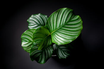 Houseplant Prayer Plant Calathea Orbifolia 5 L Pot, 5 of 5