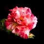 Floribunda Rose Plant 'Drama Queen', thumbnail 2 of 6
