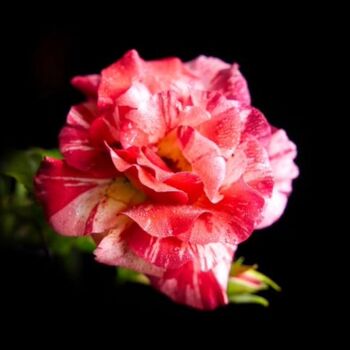 Floribunda Rose Plant 'Drama Queen', 2 of 6