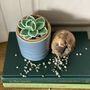 Echeveria Plant Beaded Craft Kit, thumbnail 1 of 4