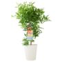 Citrus Clementine Tree – 5 L Pot Fruiting Plant, thumbnail 3 of 5