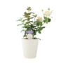 Remember Rose – Fragrant Hybrid Tea Rose In5.5 L Pot, thumbnail 4 of 5