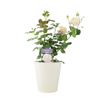 Remember Rose – Fragrant Hybrid Tea Rose In5.5 L Pot, 4 of 5