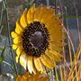 Pair Of Sunflower Garden Stakes Art018 Set2, thumbnail 3 of 6