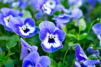 Viola 'Marina Babyface' Six X Plant Pack, 3 of 4