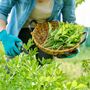 Herb Plants, Lovage, Full Plants In 9cm Pots, thumbnail 5 of 5