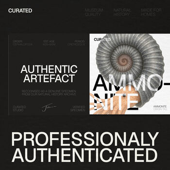 Douvilleceras Ammonite Real Authentic Dinosaur Fossil Bell Jar, 2 of 4