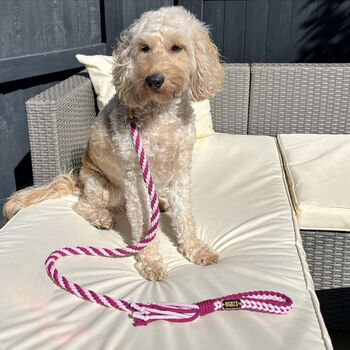Make Your Own Pink Dog Lead Craft Kit, 2 of 8