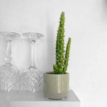 Eve's Needle Cactus Indoors Plant In 6cm Pot, 3 of 4