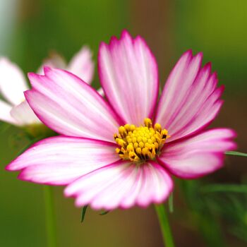 60th Birthday Gift For Her, Grow Your Own Bouquet Kit, 3 of 8