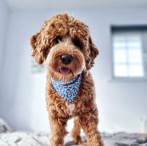 Personalised Leopard Print Dog Bandana By Lis Kaas Notonthehighstreet Com