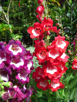 Penstemon Plants, 'Arabesque Red', 3 of 7