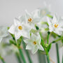 Letterbox Gift Of Fresh Narcissus Paperwhite, thumbnail 3 of 4