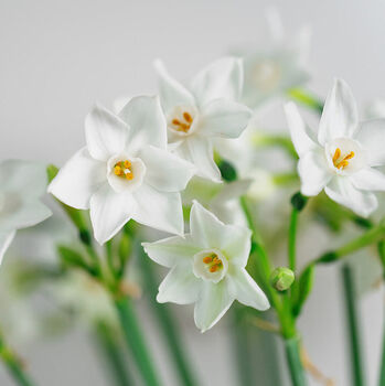 Letterbox Gift Of Fresh Narcissus Paperwhite, 3 of 4