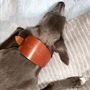 Moriarty Sighthound Collar, thumbnail 12 of 12