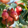 Crab Apple Fruit Trees Two X 10 L Pots, thumbnail 2 of 7