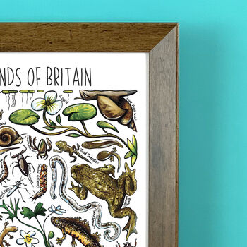 Pond Life Of Britain Wildlife Watercolour Print, 6 of 7