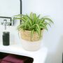 Chlorophytum Spider Plant In 12cm Pot, thumbnail 7 of 8