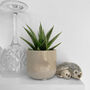 Narrow Leaved Aloe Easy Care Decorative Plant, thumbnail 1 of 5