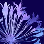 Agapanthus Number One, Fine Art Print, thumbnail 2 of 4