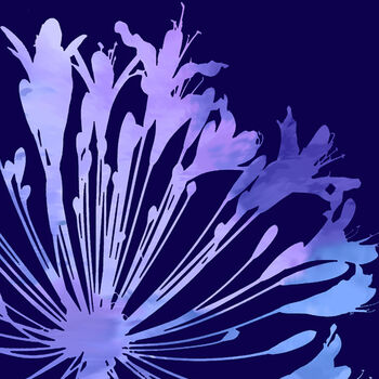 Agapanthus Number One, Fine Art Print, 2 of 4