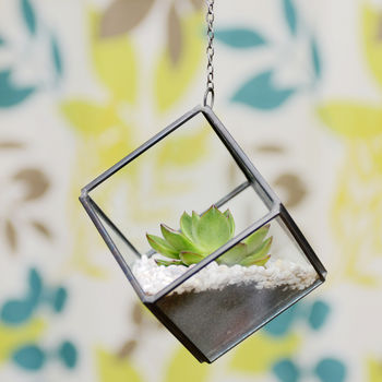 Mini Geometric Glass Cube Succulent Terrarium Kit, 4 of 5