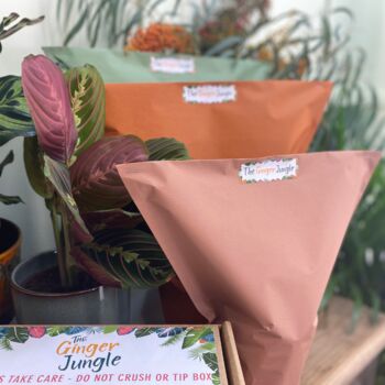 The Jungle Bundle Houseplant Gift Set, 6 of 9