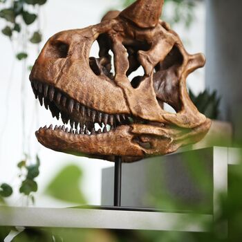 Carnotosaurus 3D Replica Dinosaur Skull, 3 of 5