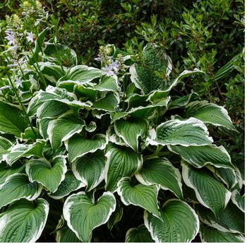 Hosta Plant 'Patriot' Two X Full Plants In Two Litre Pots, 2 of 5