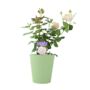 Remember Rose – Fragrant Hybrid Tea Rose In5.5 L Pot, thumbnail 2 of 5