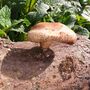 Shiitake Mushroom Log Dowel Kit, Gift Voucher Option, thumbnail 5 of 8