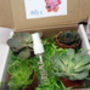 Succulent Selection Box, thumbnail 2 of 4