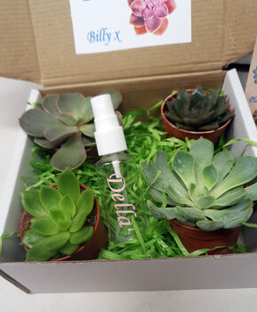 Succulent Selection Box, 2 of 4