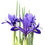 Spring Bulbs Iris Reticulata 12 X Bulb Pack, thumbnail 1 of 5