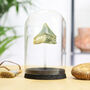 Megalodon Shark Tooth Fossil Glass Bell Jar, thumbnail 1 of 3