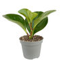 Baby Rubber Easy Care House Plant In 6cm Pot, thumbnail 3 of 4