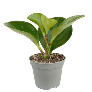 Baby Rubber Easy Care House Plant In 6cm Pot, 3 of 4