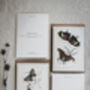 Colour Butterfly Greeting Cards – Set Of Four Vintage A6 Designs, thumbnail 4 of 11
