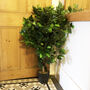 90cm Artificial Ficus Tree, thumbnail 1 of 4