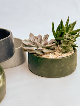 Handmade Diy Succulent Bowl, 4 of 7