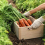 Carrot 'Chantenay' 12 X Plug Plant Pack, thumbnail 6 of 6