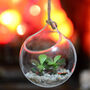 Hanging Glass Orb Money Plant Crassula Terrarium, thumbnail 4 of 4
