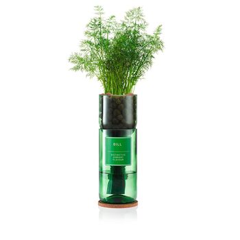 Dill Hydro Herb Kit, 3 of 3